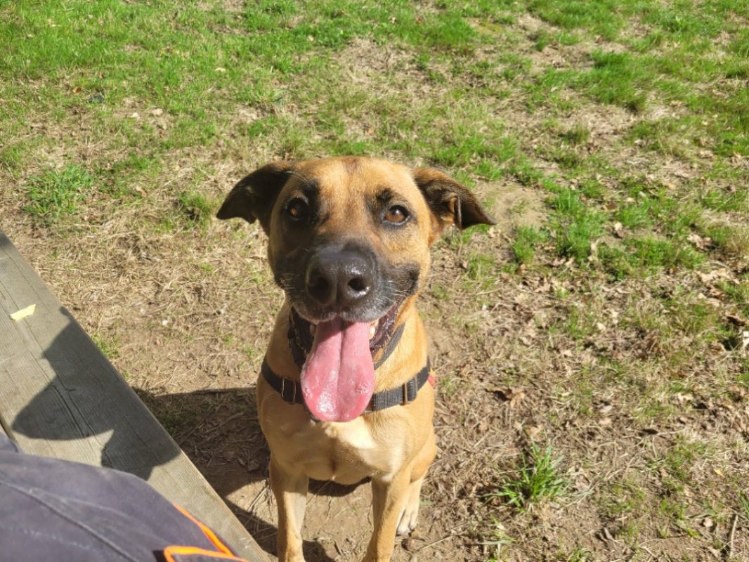 Oslaf - Chien à adopter - photo 9