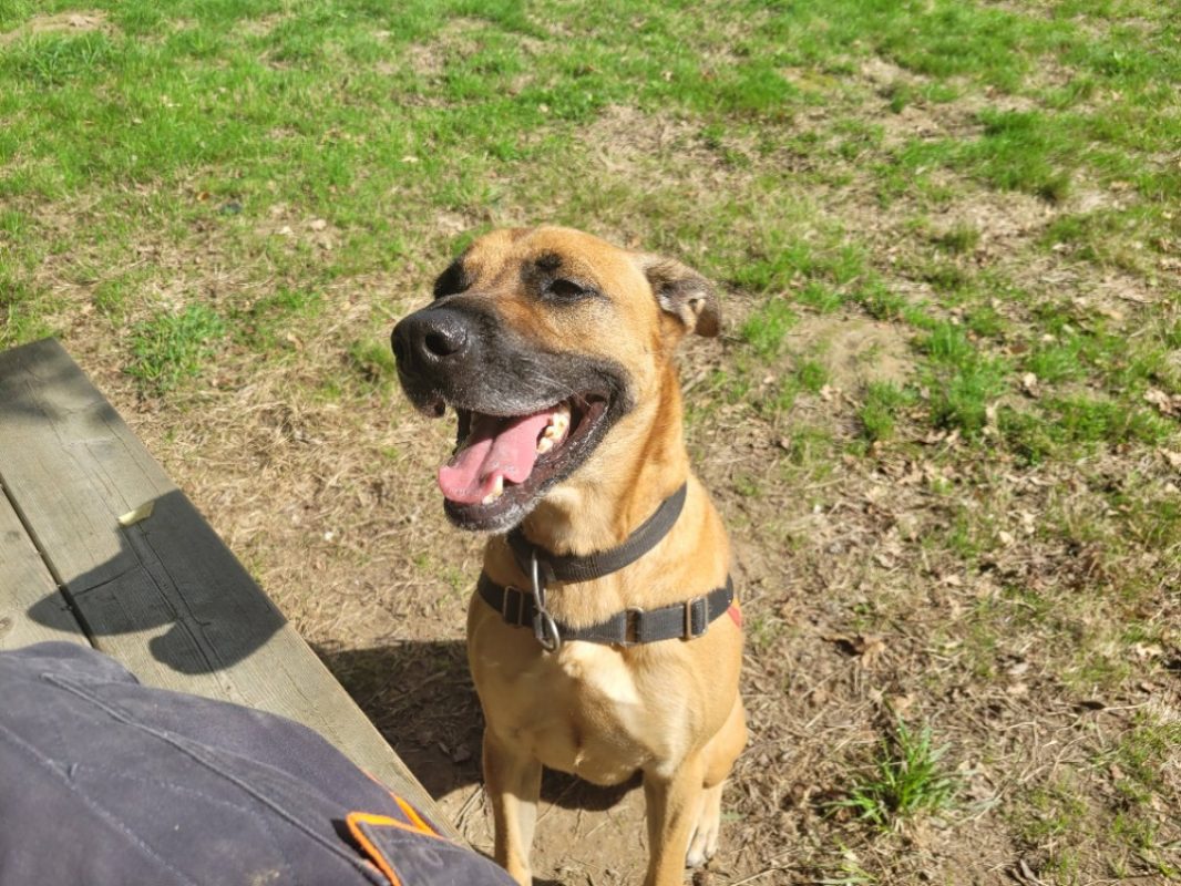 Oslaf - Chien à adopter - photo 10