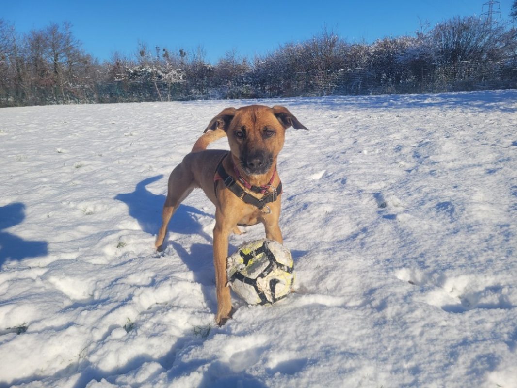 Oslaf - Chien à adopter - photo 11