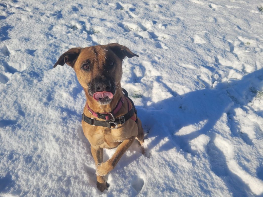 Oslaf - Chien à adopter - photo 12