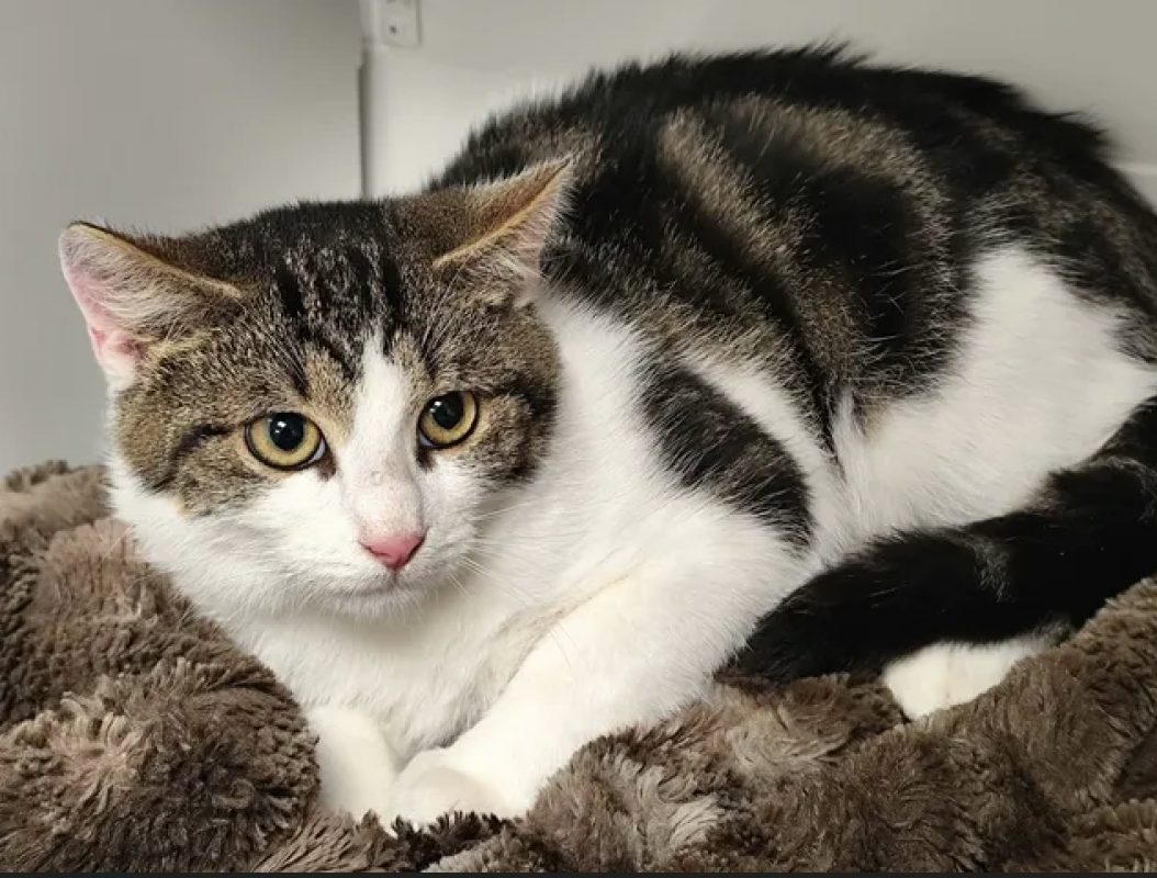 Mino - Chat Européen à adopter