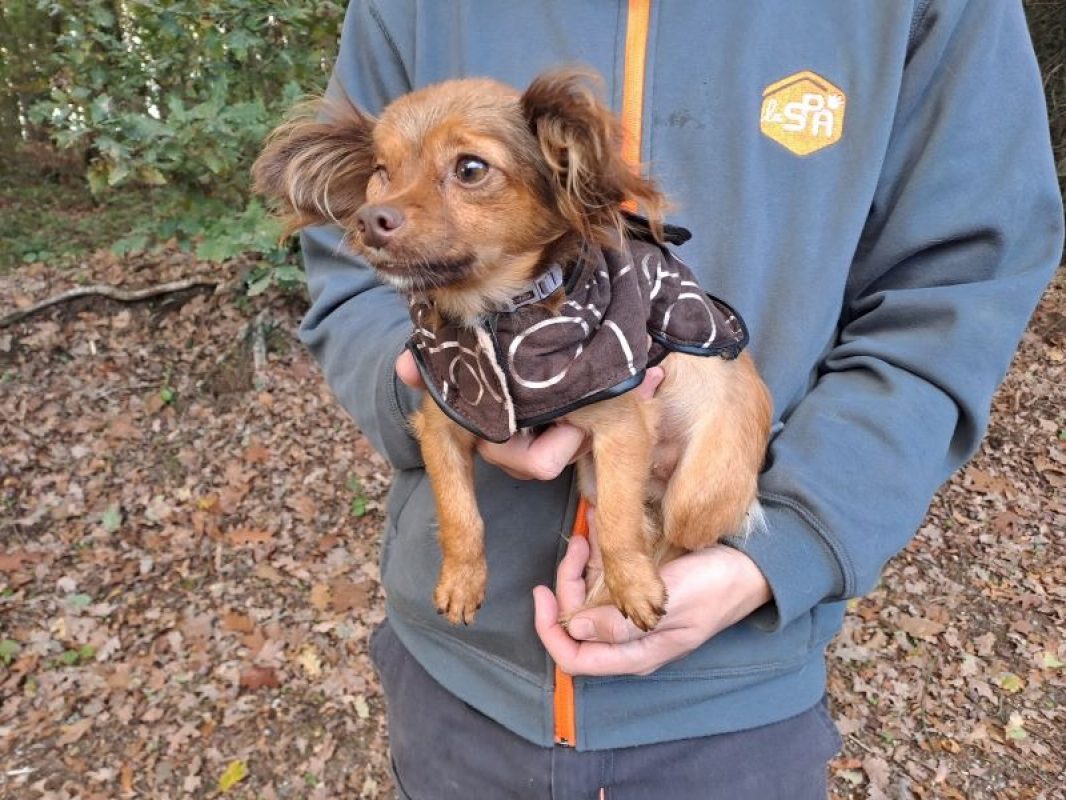 Noisette - Chien Epagneul Nain Continental à adopter