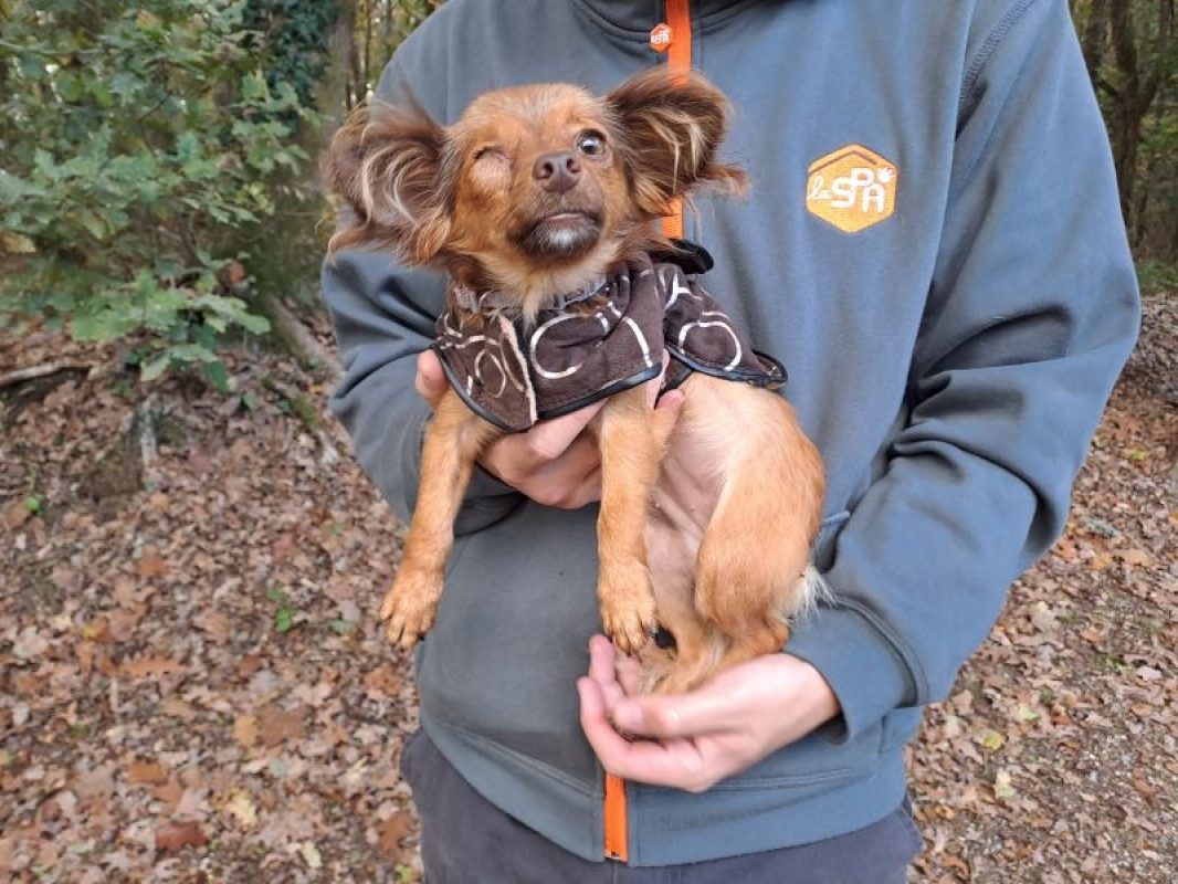 Noisette - Chien Epagneul Nain Continental à adopter - photo 2