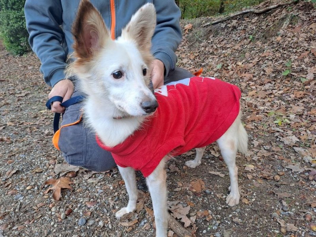 Vania réservé - Chien Berger à adopter