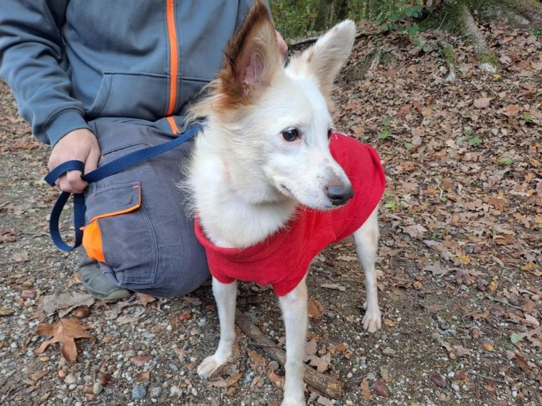 Vania réservé - Chien Berger à adopter - photo 2