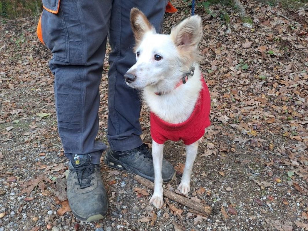 Vania réservé - Chien Berger à adopter - photo 3