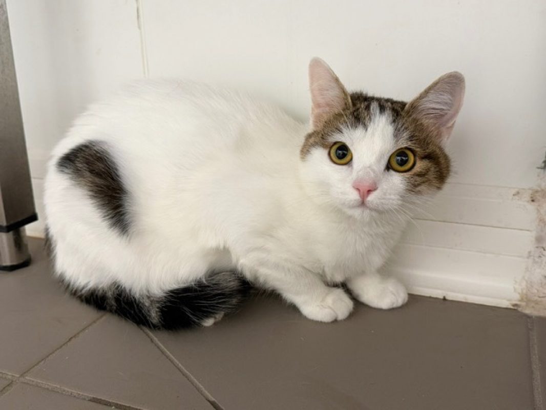 Fripouille - Chat Européen à adopter
