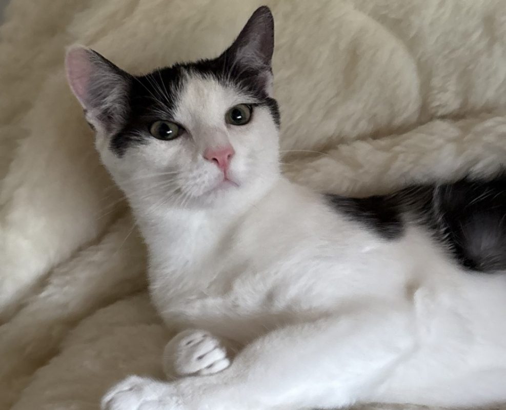 Booming - Chat Européen à adopter