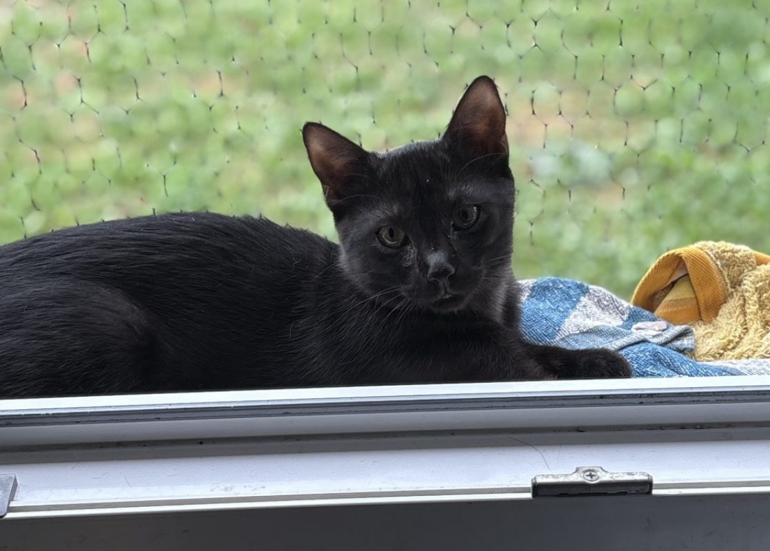 Boreal - Chat Européen à adopter
