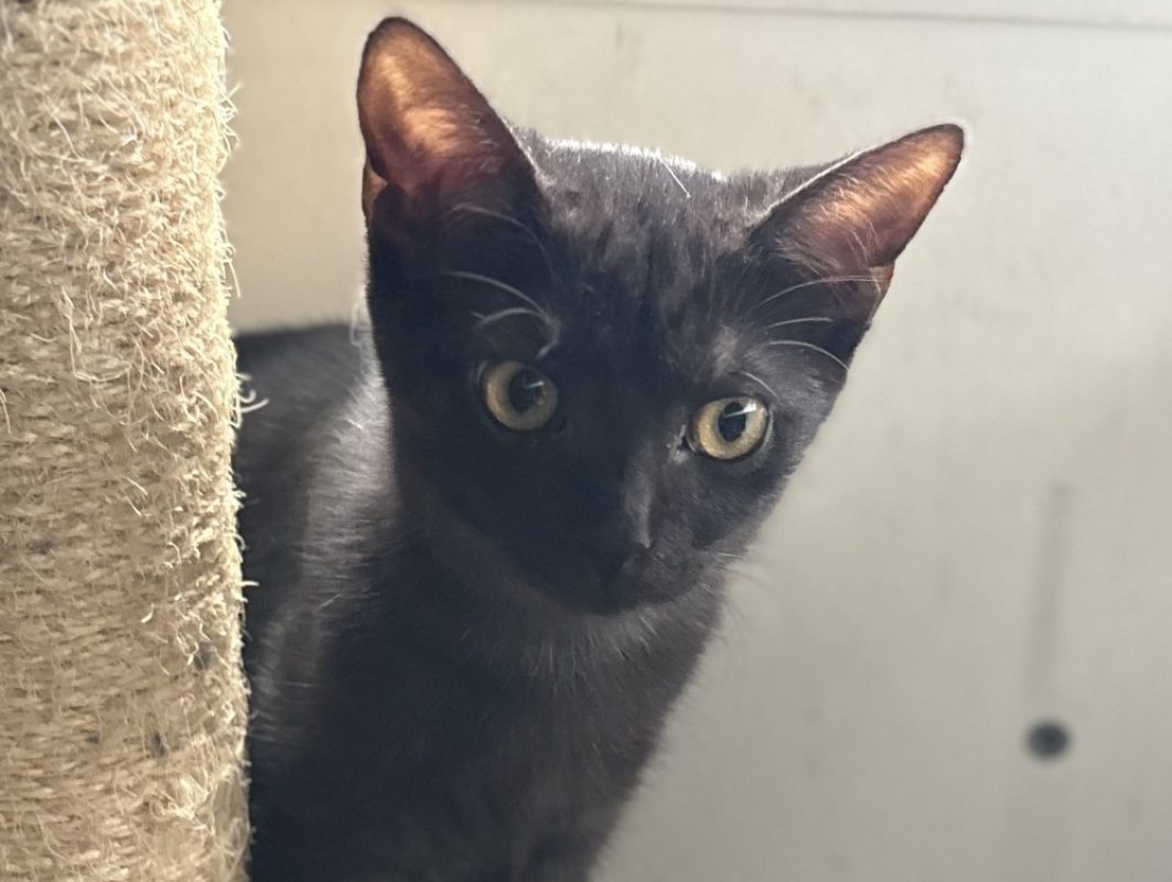 Baika - Chat Européen à adopter