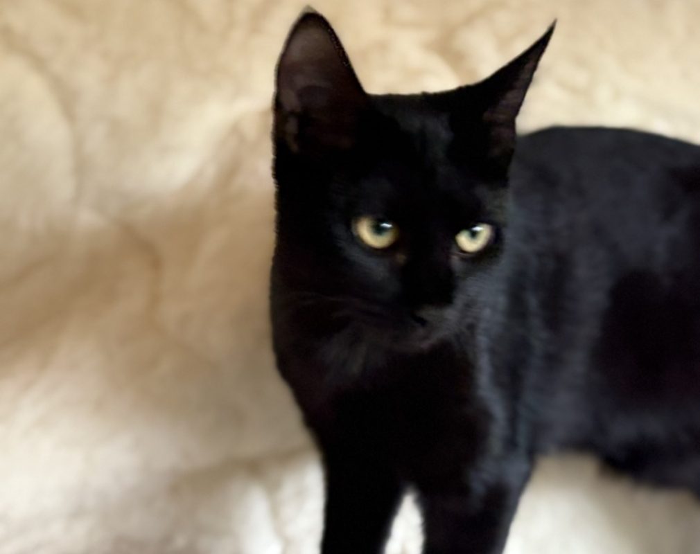 Bellis - Chat Européen à adopter