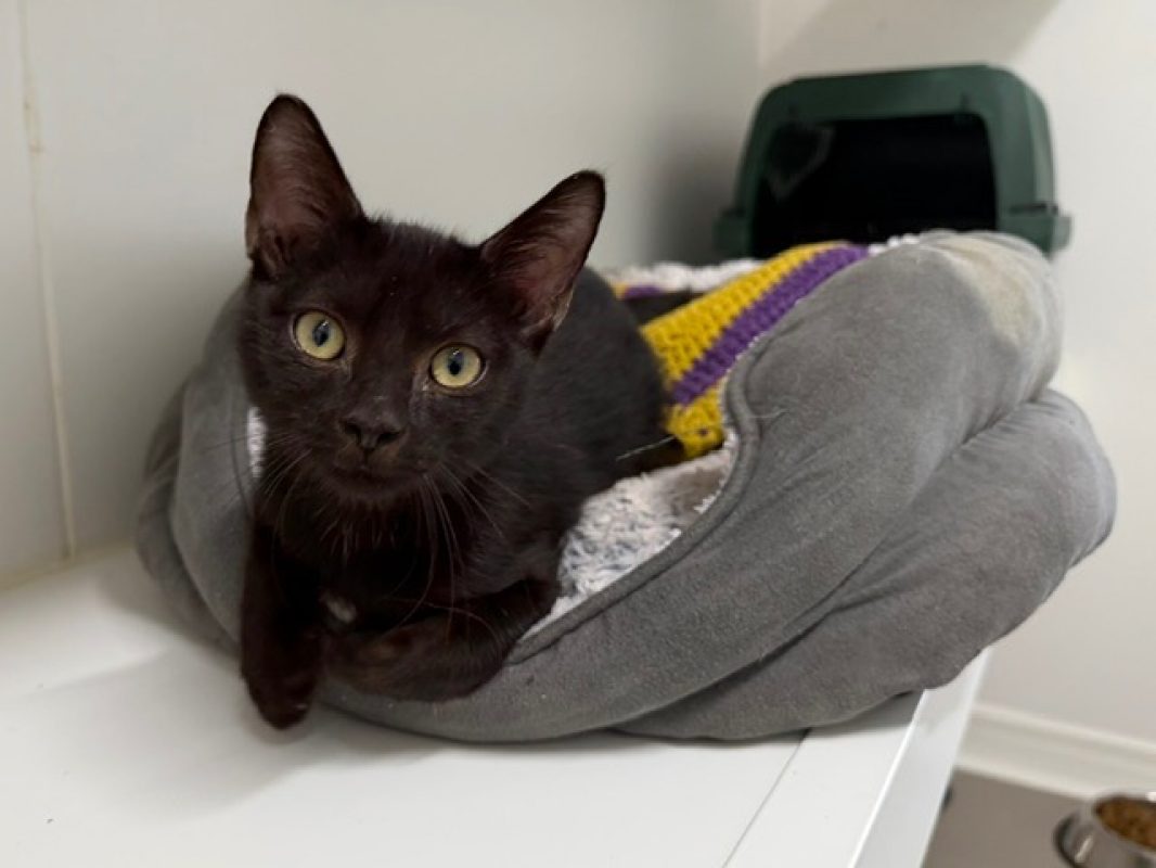 Remi - Chat Européen à adopter