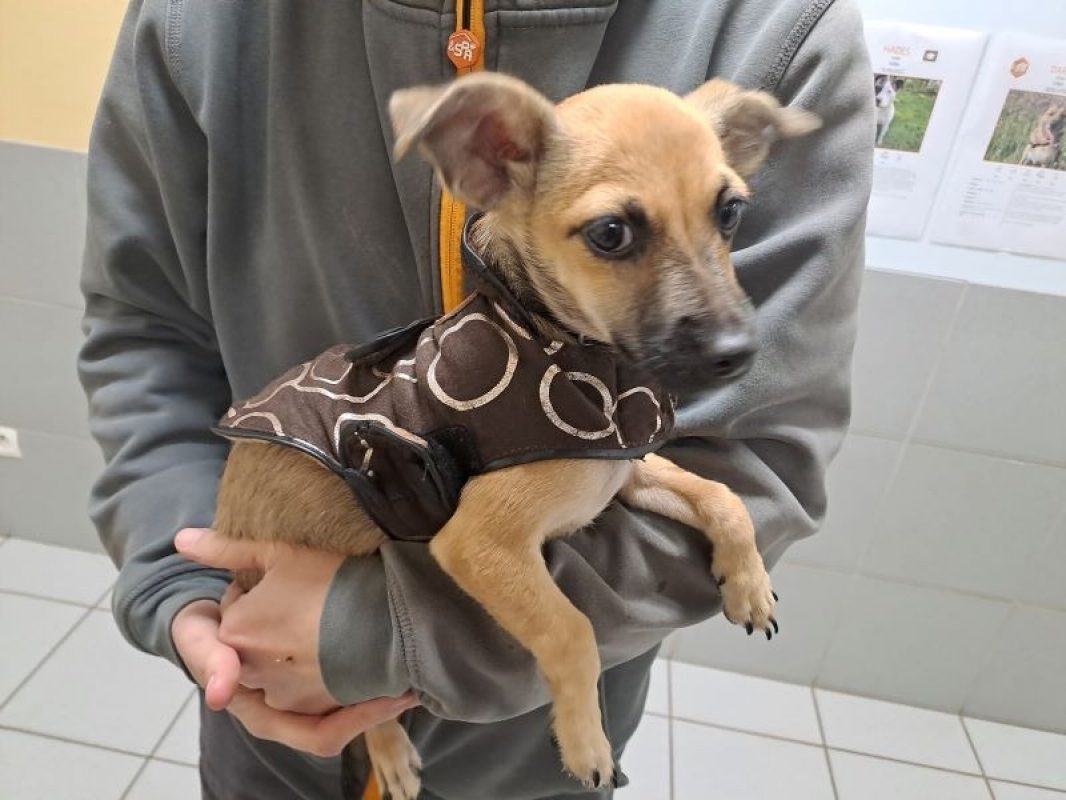 Réservé cooper - Chien Pinscher Nain à adopter