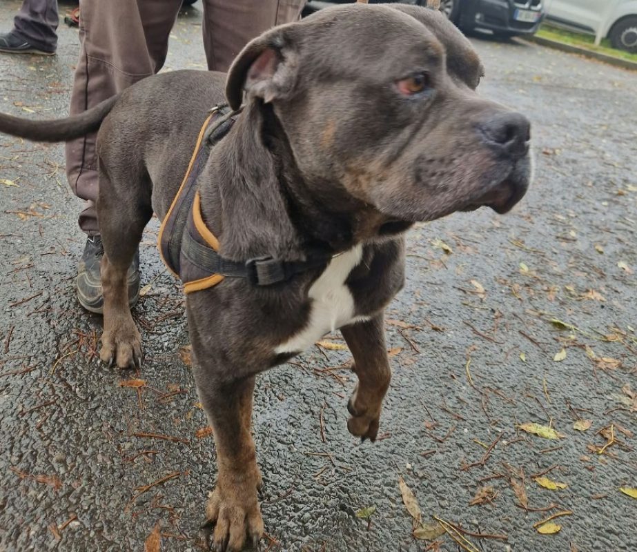 Bolo - Chien American Bully à adopter