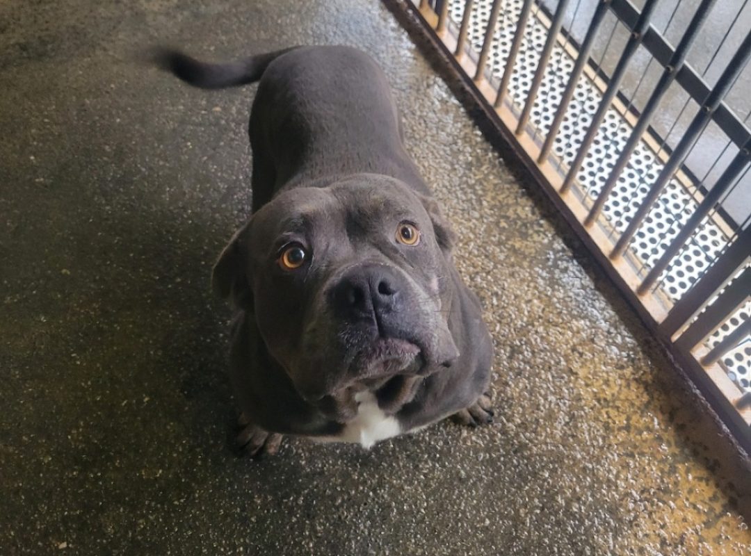 Bolo - Chien American Bully à adopter - photo 2