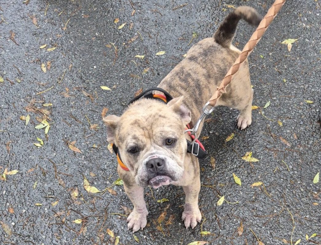 Carbo - Chien American Bully à adopter
