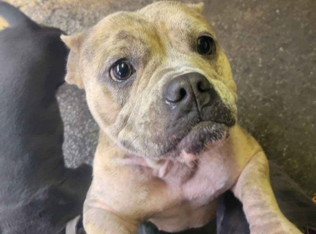 Carbo - Chien American Bully à adopter - photo 2