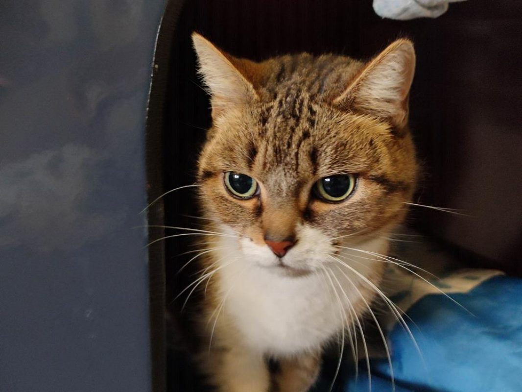 Nicette - Chat Européen à adopter