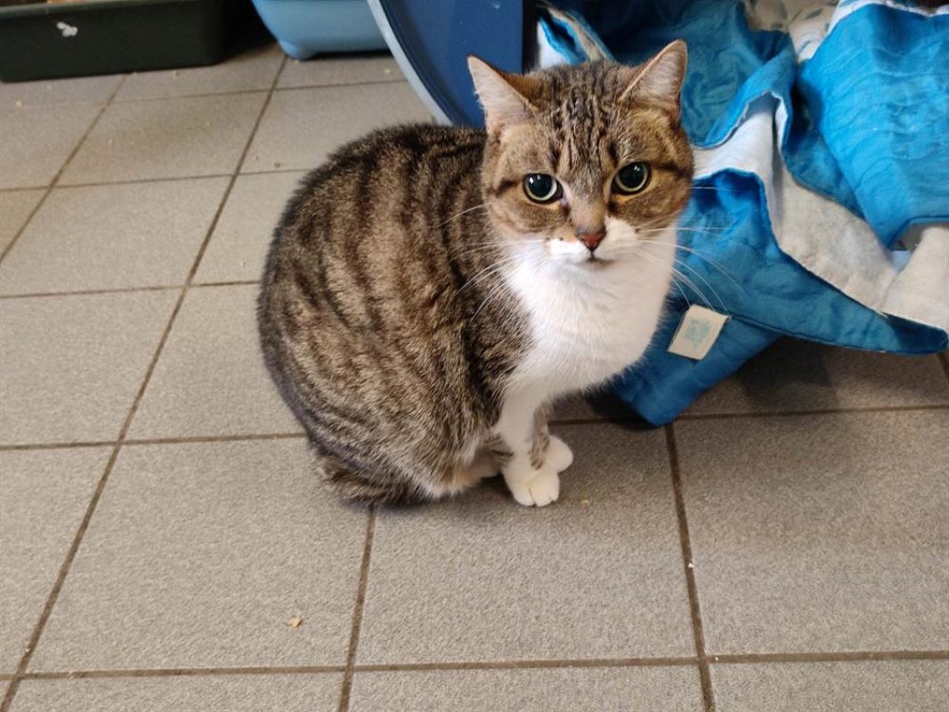 Nicette - Chat Européen à adopter - photo 2