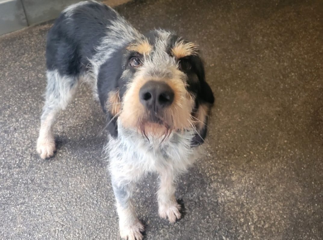 Tony - Chien Briquet Griffon Vendéen à adopter