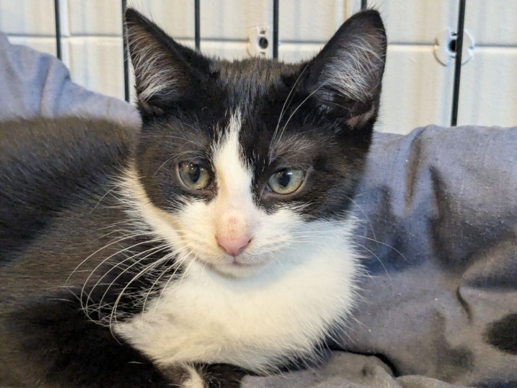 Myron - Chat Européen à adopter