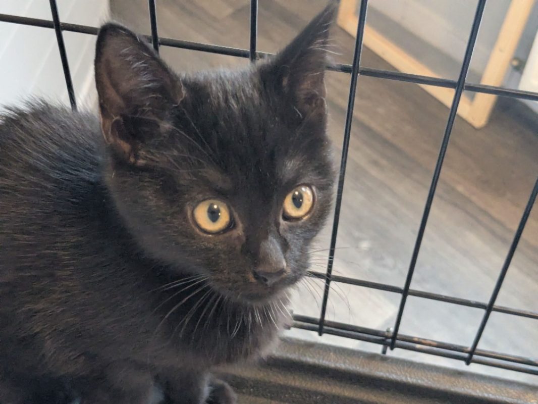 Anette - Chat Européen à adopter