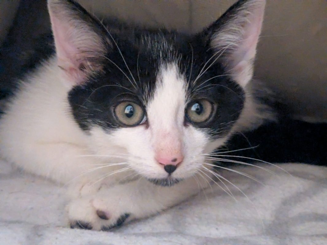 Millie - Chat Européen à adopter
