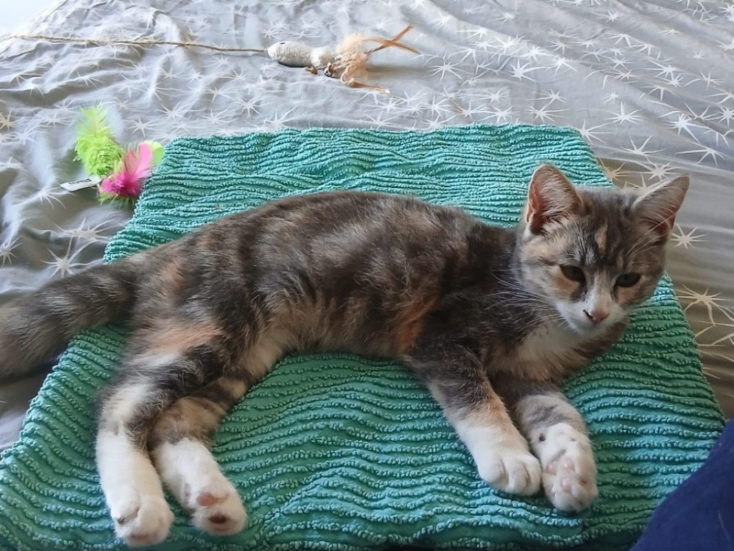 Alaska - Chat Européen à adopter