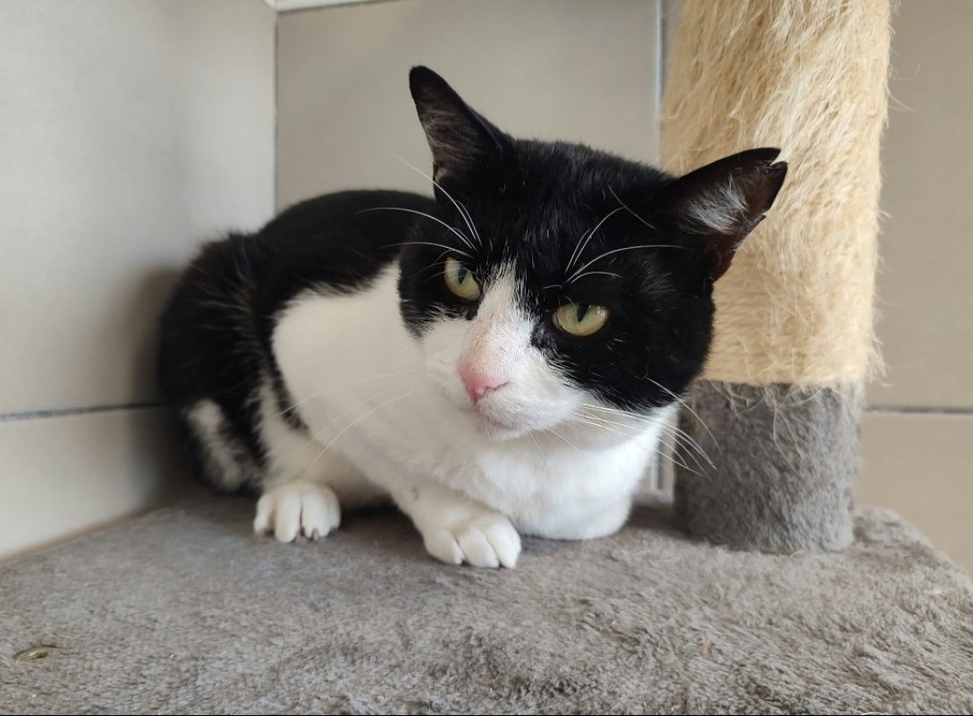 Arsenic - Chat Européen à adopter