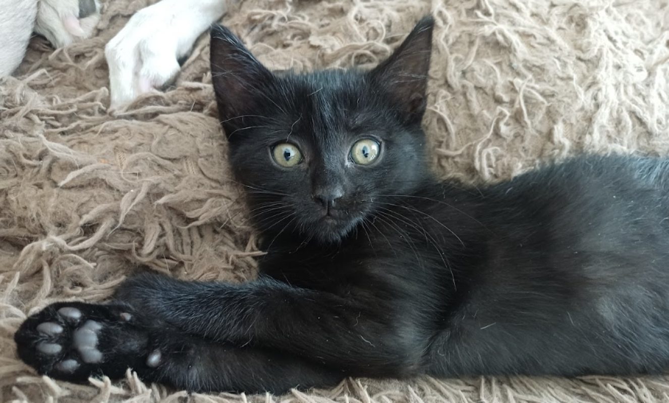 Palma - Chat Européen à adopter