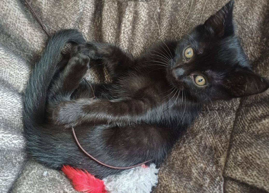 Palma - Chat Européen à adopter - photo 2