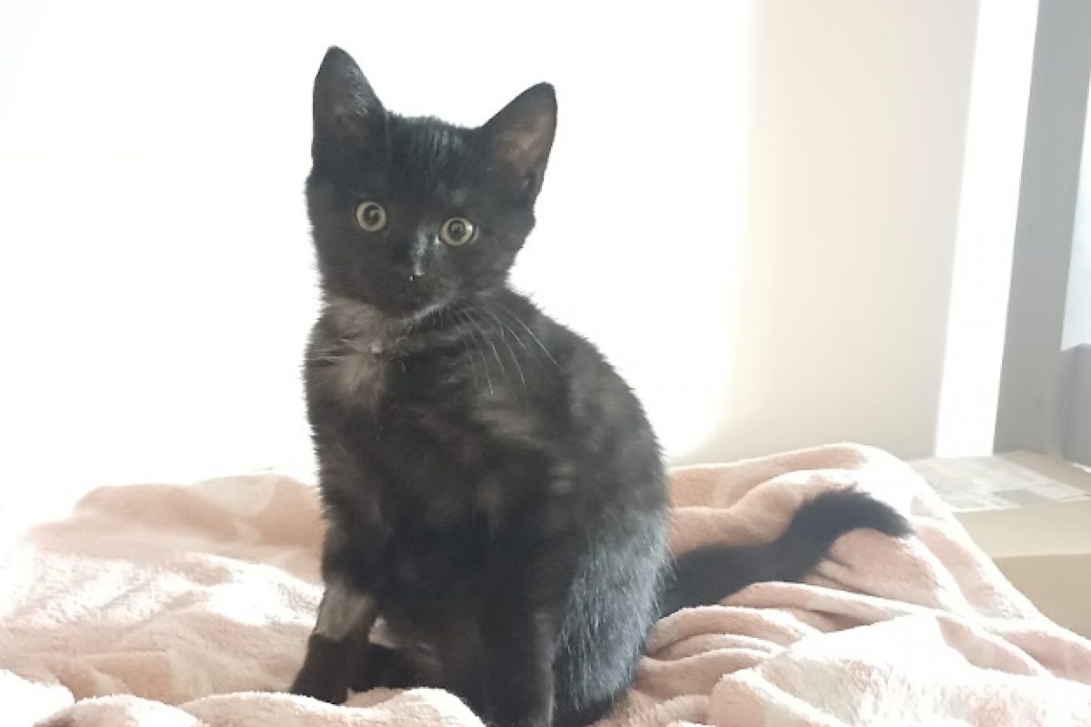 Selene - Chat Européen à adopter