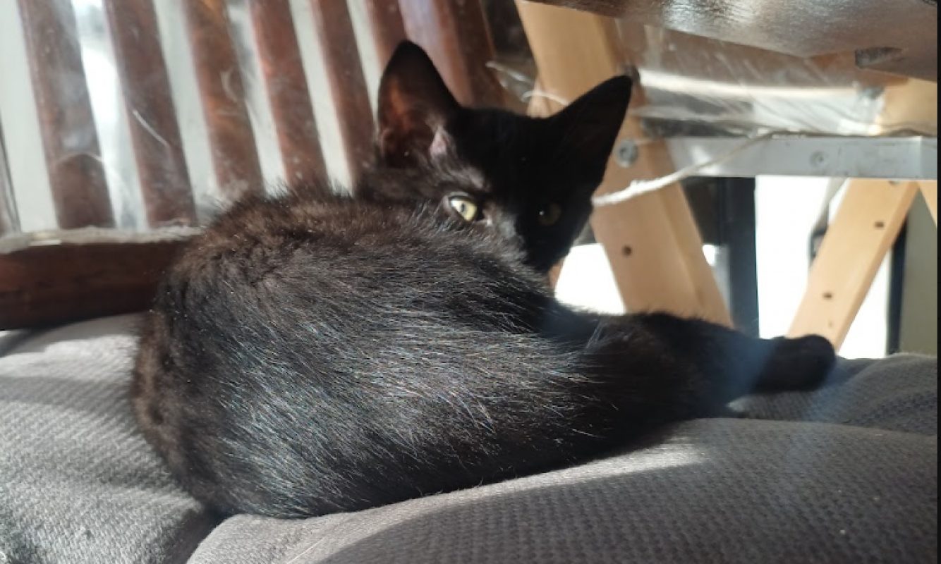 Selene - Chat Européen à adopter - photo 2
