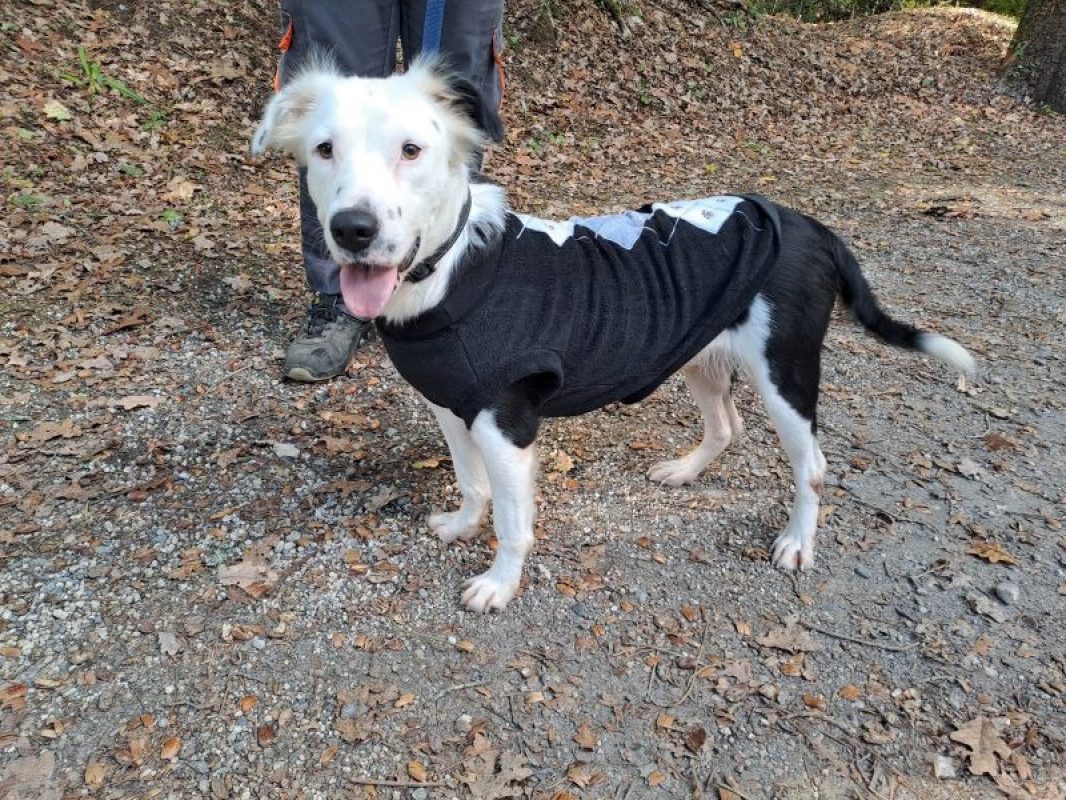 Capri - Chien Border Collie à adopter