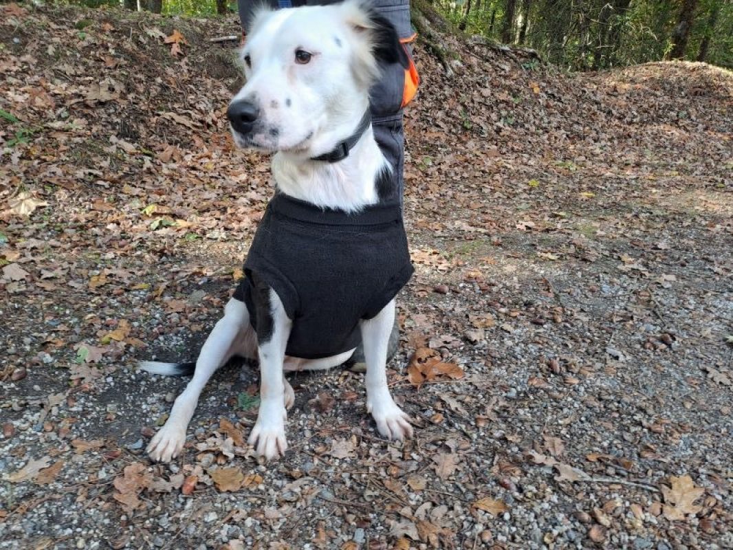 Capri - Chien Border Collie à adopter - photo 3