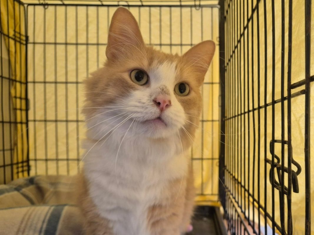 Pralin - Chat Européen à adopter