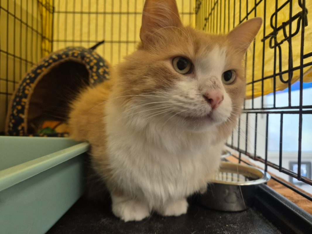 Pralin - Chat Européen à adopter - photo 2