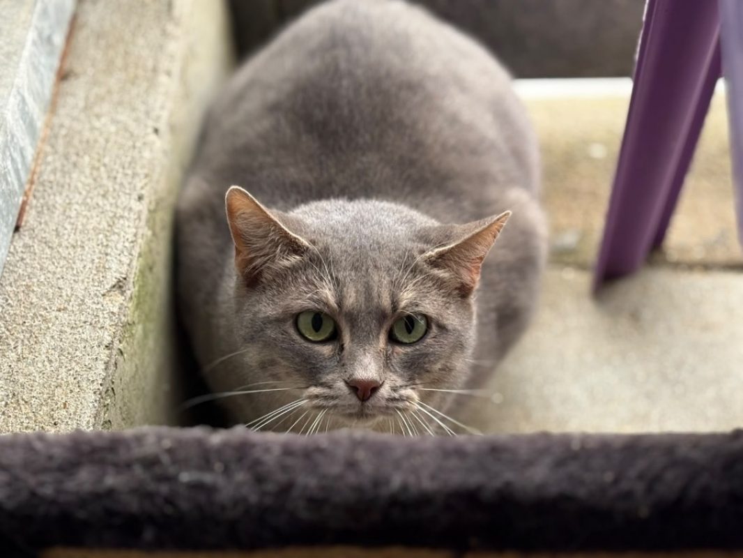 Lucette - Chat Européen à adopter