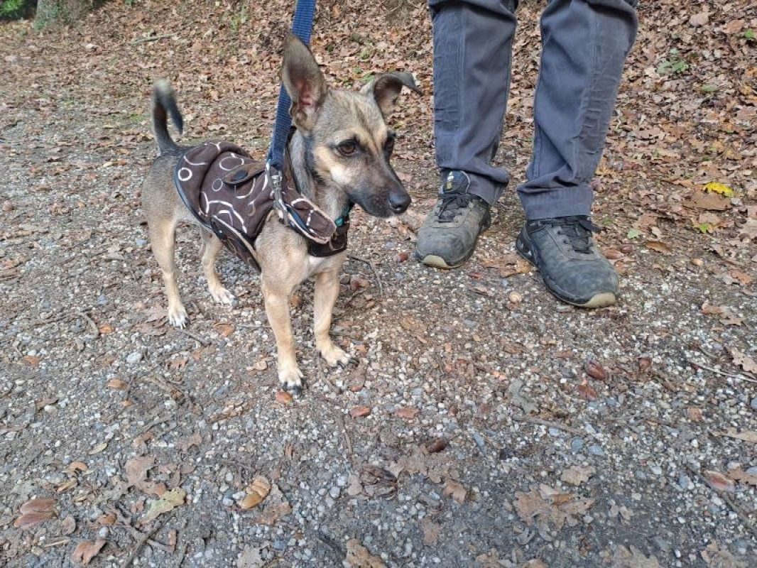 Pica - Chien Pinscher Nain à adopter