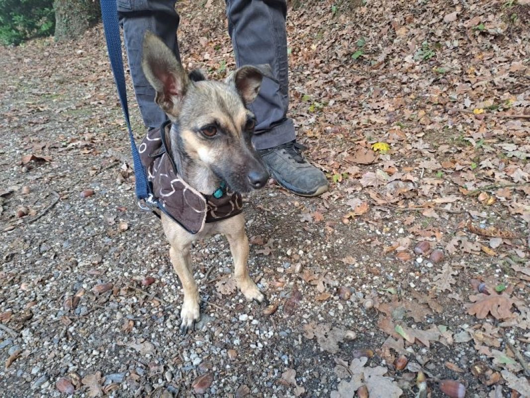 Pica - Chien Pinscher Nain à adopter - photo 2