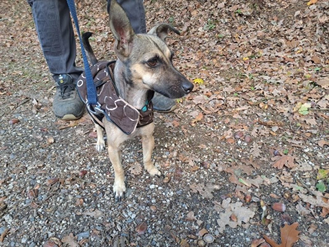 Pica - Chien Pinscher Nain à adopter - photo 3
