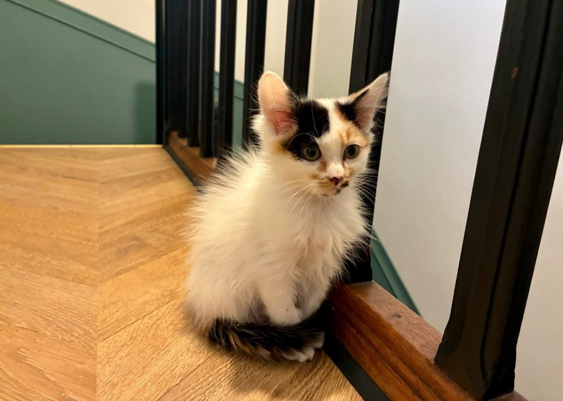 Raclette - Chat Européen à adopter