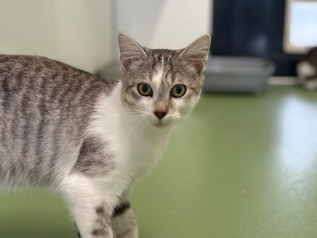 Marty - Chat Européen à adopter
