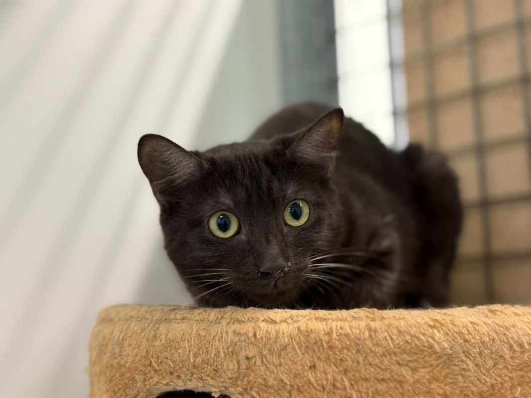 Calixto - Chat Européen à adopter