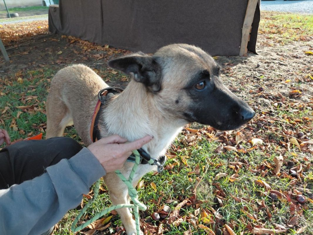 Tempete - Chien à adopter - photo 2