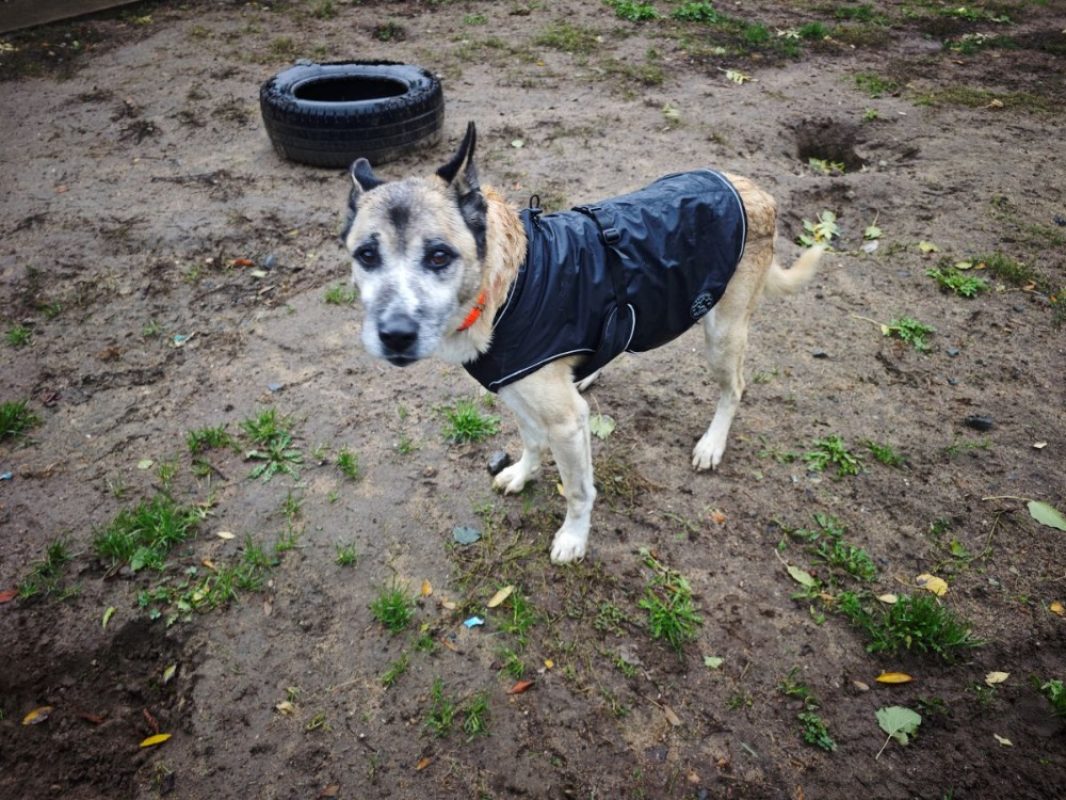 Papuche - Chien à adopter