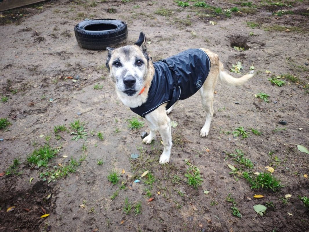 Papuche - Chien à adopter - photo 2