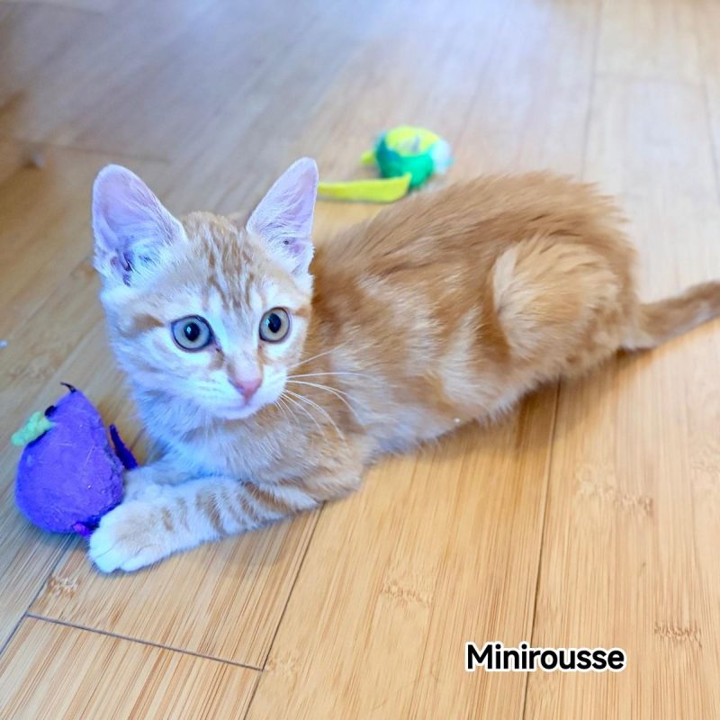 MINIROUSSE - Chat Européen à adopter - photo 2