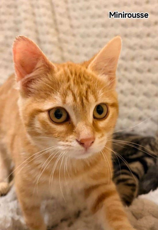 MINIROUSSE - Chat Européen à adopter