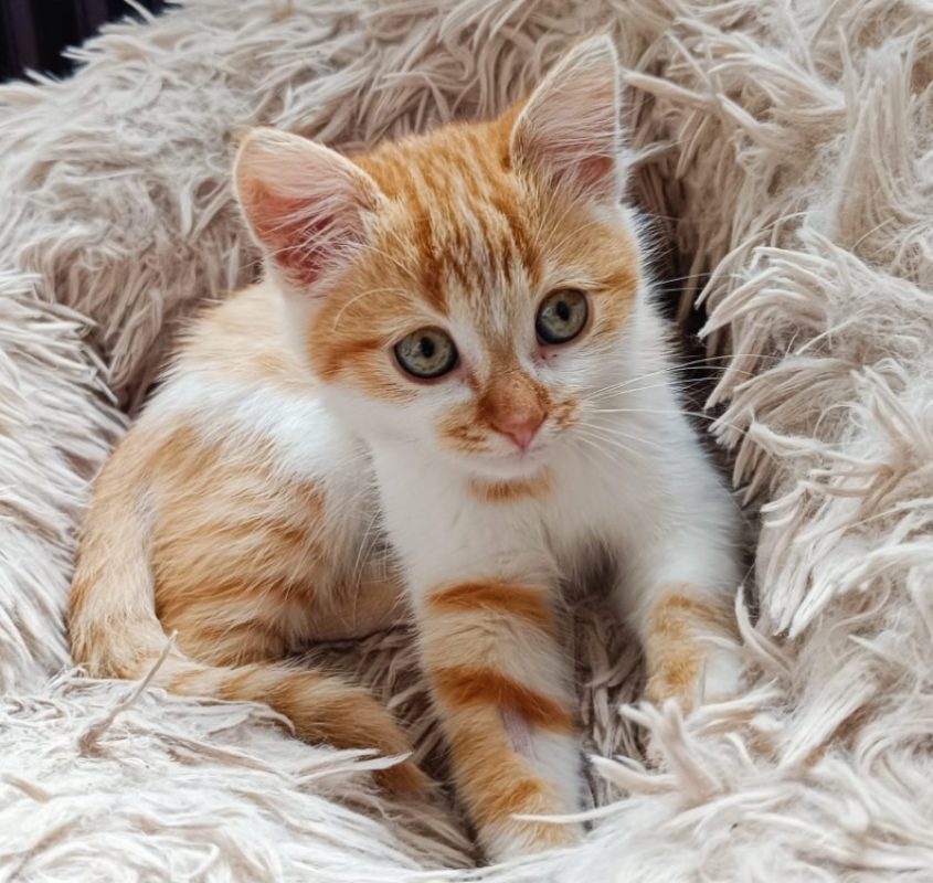 Crevette - Chat Européen à adopter